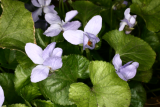 Viola odorata 'Albiflora' RCP3-09 037.jpg